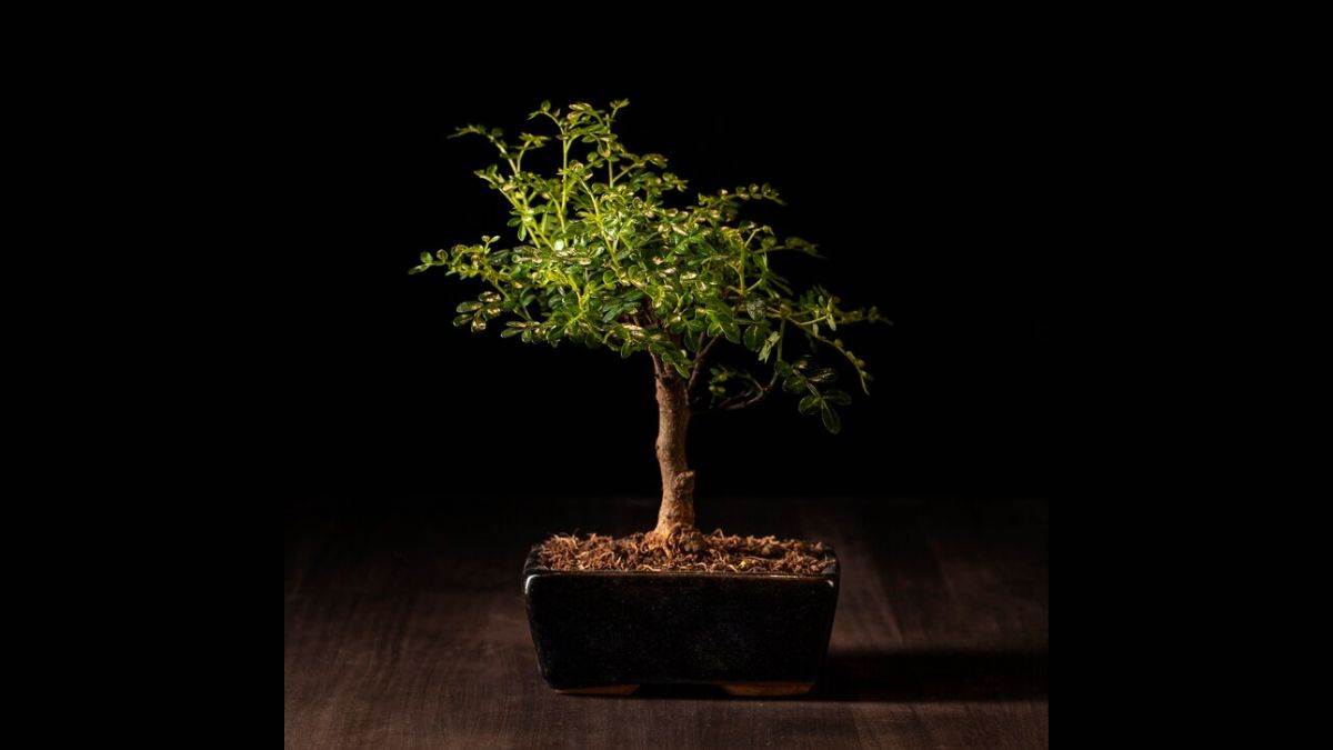 these are five big reasons for not planting bonsai in the house its care can be costly