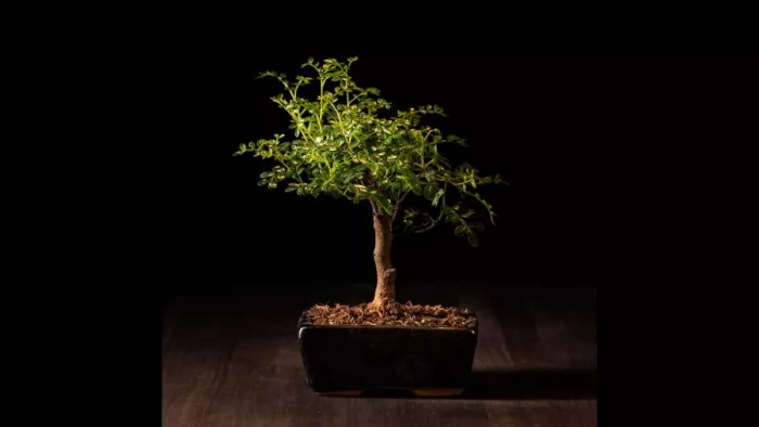 Bonsai को घर में लगाने से पहले जान लें जरूरी बातें।