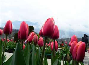 ट्यूलिप महोत्सव आज से देखिए कश्मीर की बहुरंगी लोक संस्कृति