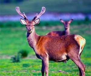 जम्मू कश्मीर में आज से गिने जाएंगे लाल प्रजाति के हिरन