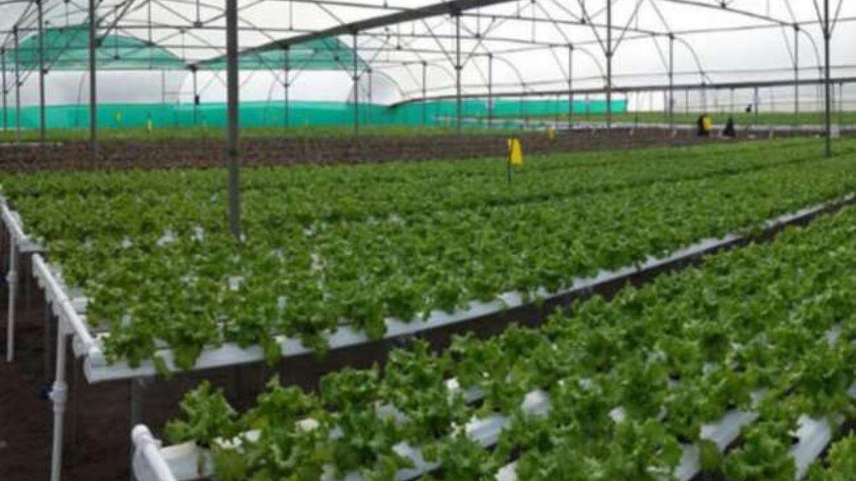 sapling will be planted with german machine in hi tech nursery in gorakhpur