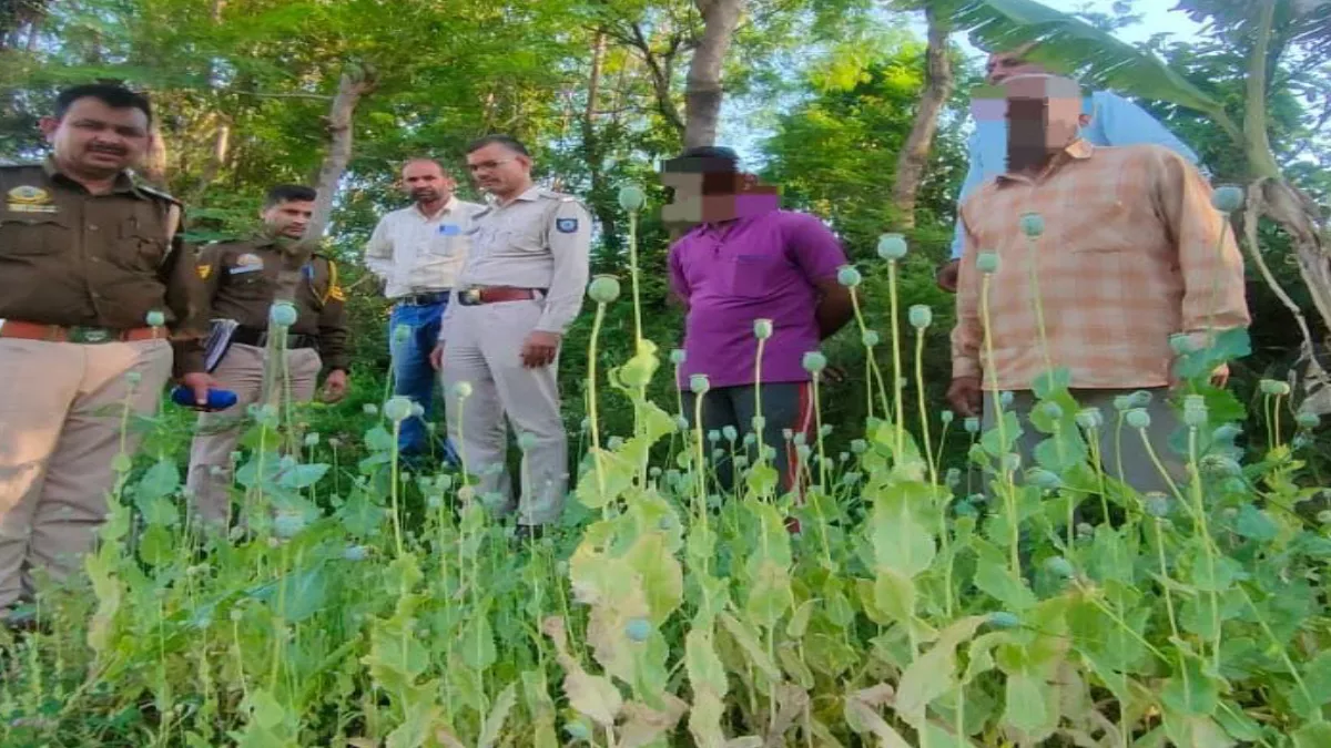 Himachal Pradesh Crime: सिरमौर में हो रही थी अफीम की खेती, मौके पर पुलिस ने पाए 5000 पौधे; एक गिरफ्तार