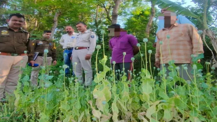 सिरमौर में खेतों में हो रही थी अफीम की खेती, मौके पर पुलिस ने पाए 5000 पौधे।