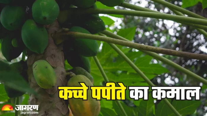 कच्चा पपीता खाने के फायदे (Picture Credit- Freepik)