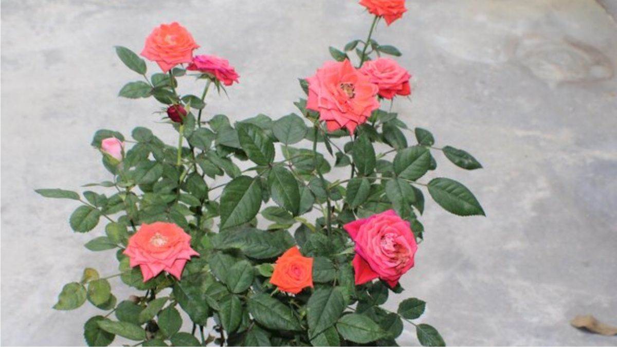 https://www.jagranimages.com/images/newimg/03042025/03_04_2025-rose_plant_1_23911239.jpg
