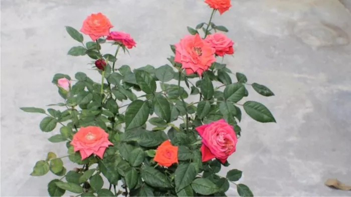 Rose Plant Care Tips: इन टिप्स से फूलों से लद जाएगा गुलाब का पौधा (Picture Courtesy: Freepik)