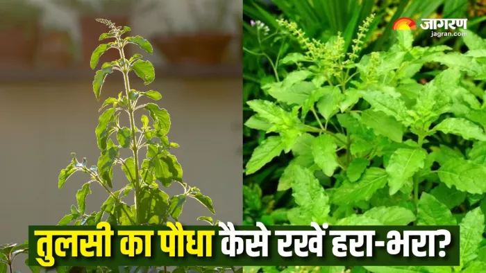 Tulsi Care Tips: गर्मी में तुलसी का ऐसे रखें ध्यान (Picture Courtesy: Canva/Freepik)