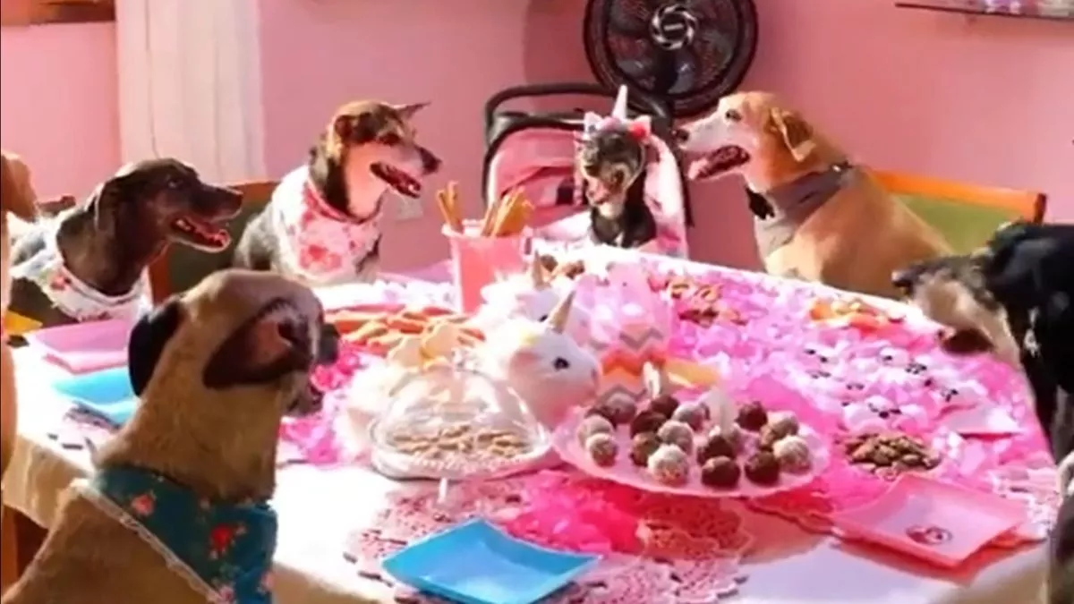 Viral Video : डॉग्स ने मनाई बर्थडे पार्टी, लजीज भोजन और केक से सजा डाइनिंग टेबल
