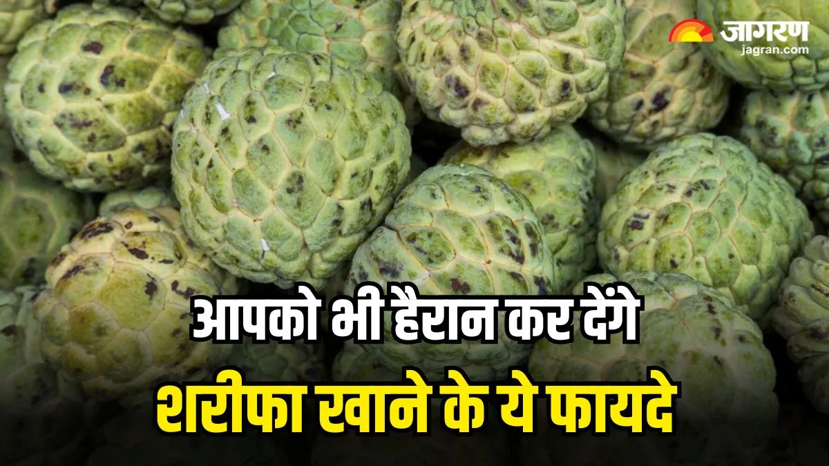 Custard Apple: इम्युनिटी बढ़ाने से लेकर डाइजेशन को बेहतर बनाने तक, जानिए शरीफा खाने के ये 4 जबरदस्त फायदे