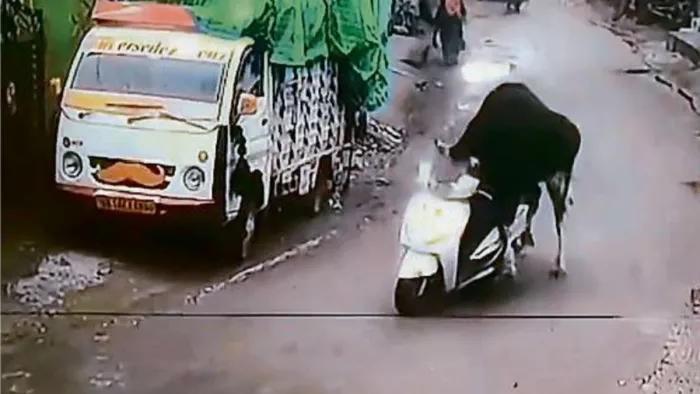 रूषाफार्म क्षेत्र में शहीद विकास गुरुंग स्मारक के पास स्कूटी को धकेलते हुए ले जाता सांड l वीडियो ग्रैब