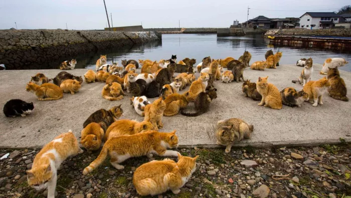 बेहद खास है जापान का Cat Island, दुनिया भर से खिचें आते हैं टूरिस्ट (Image Source: Reuters)