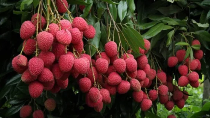लीची उत्पादकों को रेलवे की बड़ी सौगात