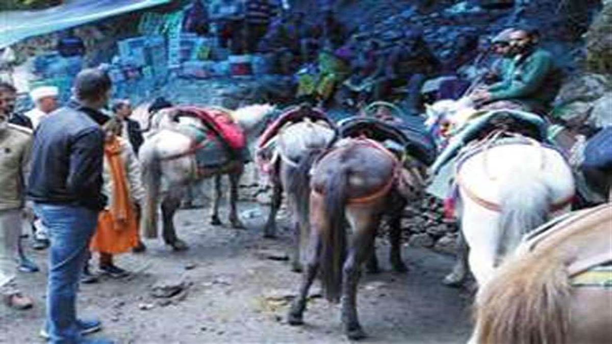 Chardham Yatra 2022 : केदारनाथ पैदल मार्ग पर अब तक 103 घोड़ा-खच्चर की मौत