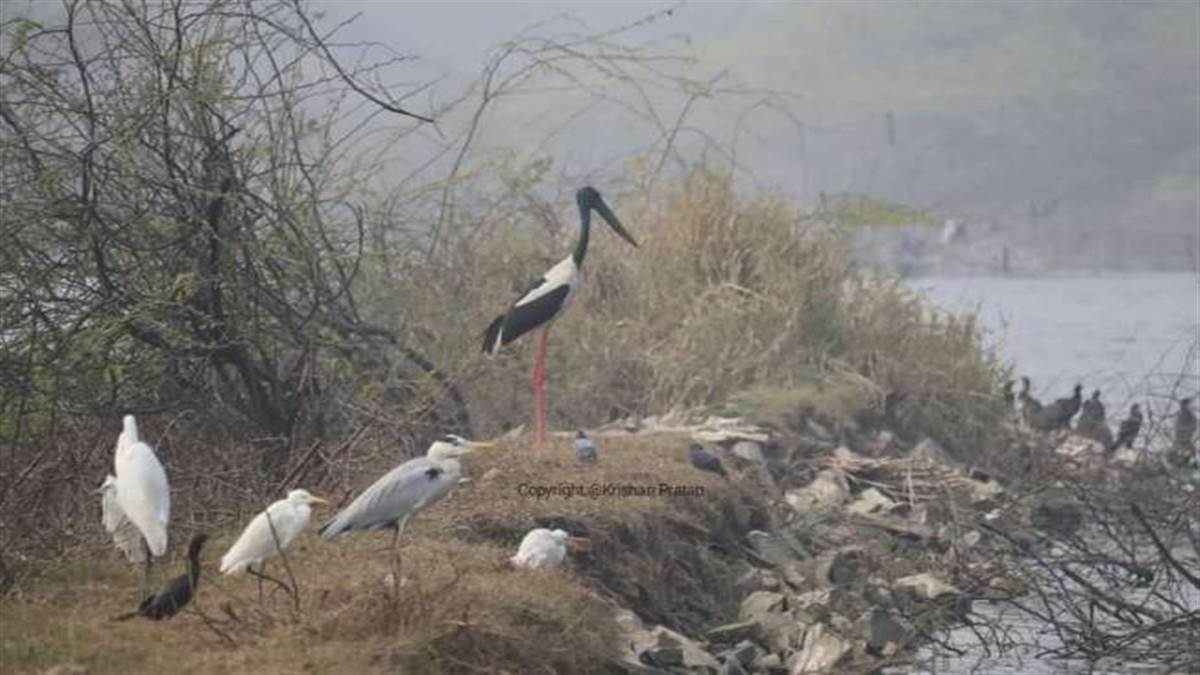 https://www.jagranimages.com/images/newimg/03062022/03_06_2022-biodiversity_day_22768735.jpg