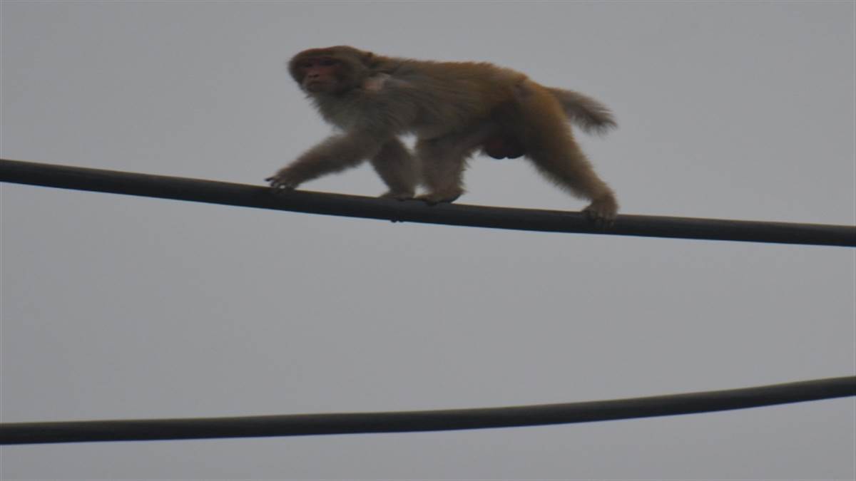 monkey catch campaign continues in hisar a cage placed at residence of the divisional commissioner