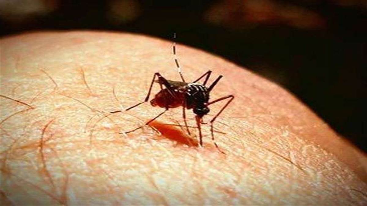 https://www.jagranimages.com/images/newimg/03062022/03_06_2022-mosquito_2_22768780_9101197.jpg