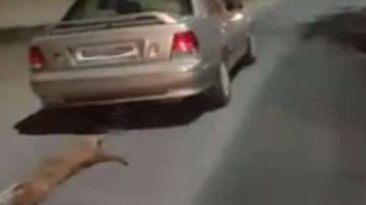 Badaun News: सड़क पर सो रहे कुत्ते पर जानबूझकर चढ़ाई कार, पशु प्रेमी ने कार नंबर के आधार पर दर्ज कराई प्राथमिकी