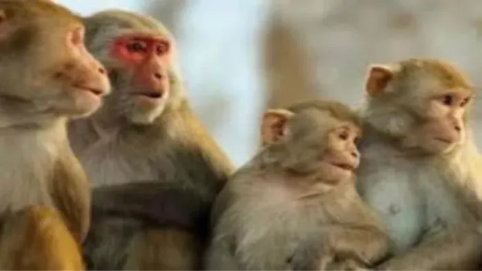 झारखंड में प्यास बुझाने के लिए कुएं में कूदे 40 बंदरों की मौत। (फाइल फोटो)