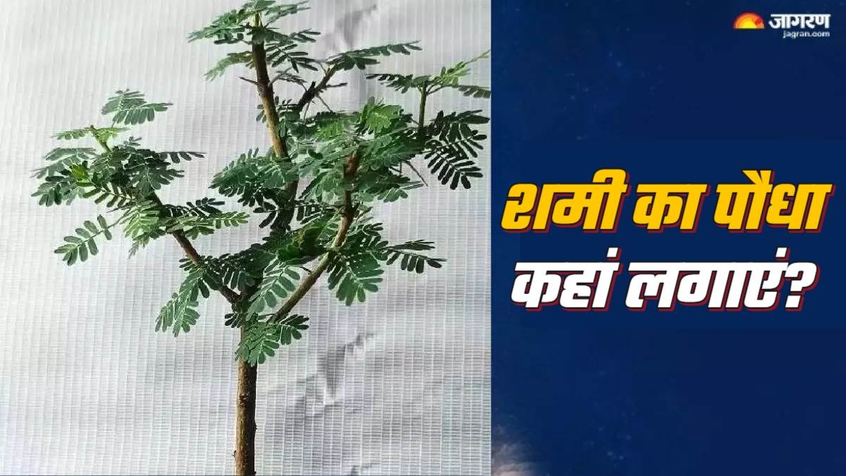 https://www.jagranimages.com/images/newimg/03062025/03_06_2025-shami_plant_1_23954496.jpg