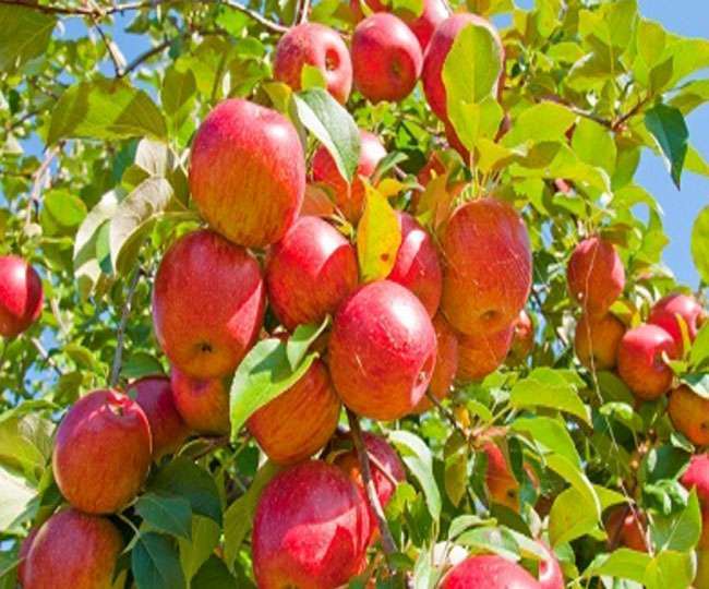 कोरोना काल में सुस्त पड़ी आर्थिकी की सेहत इस बार सेब सुधारेगा।