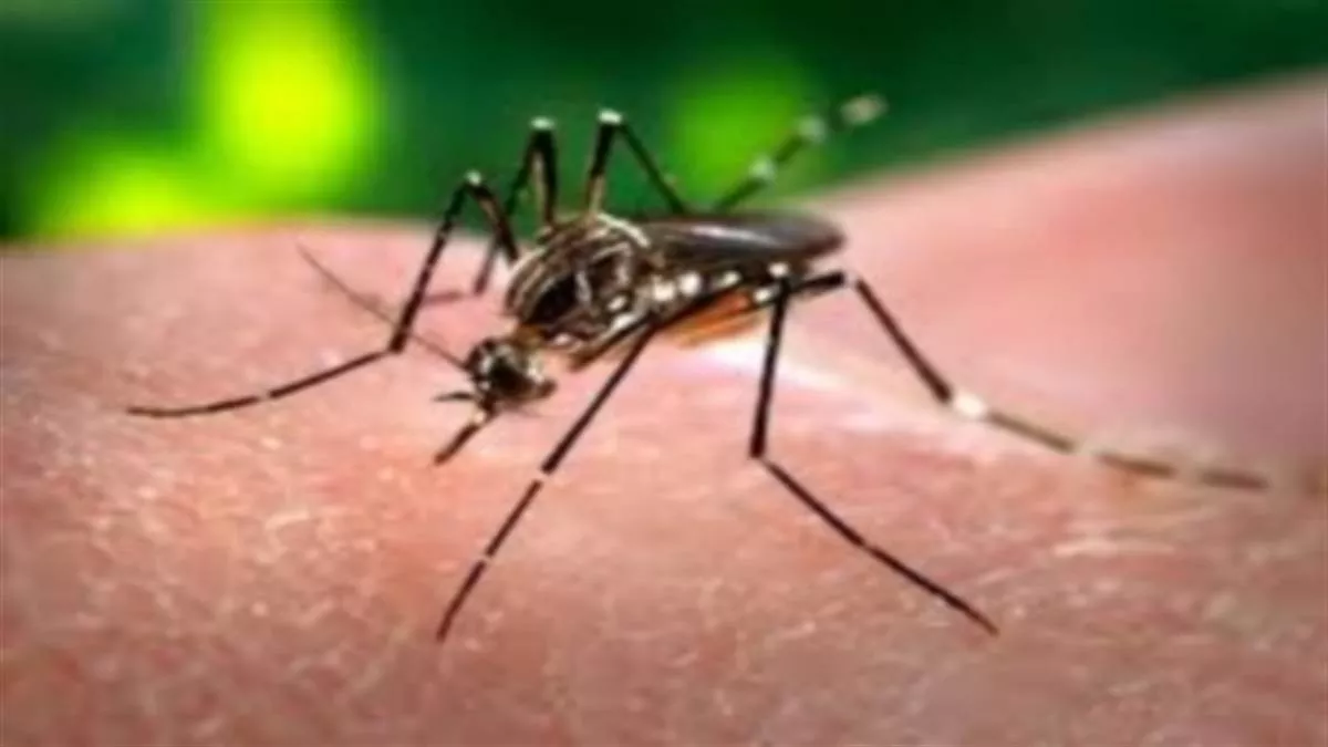 Delhi News: मच्छर का लार्वा मिलने पर देना होगा जुर्माना, पूर्वी निगम तय की राशि