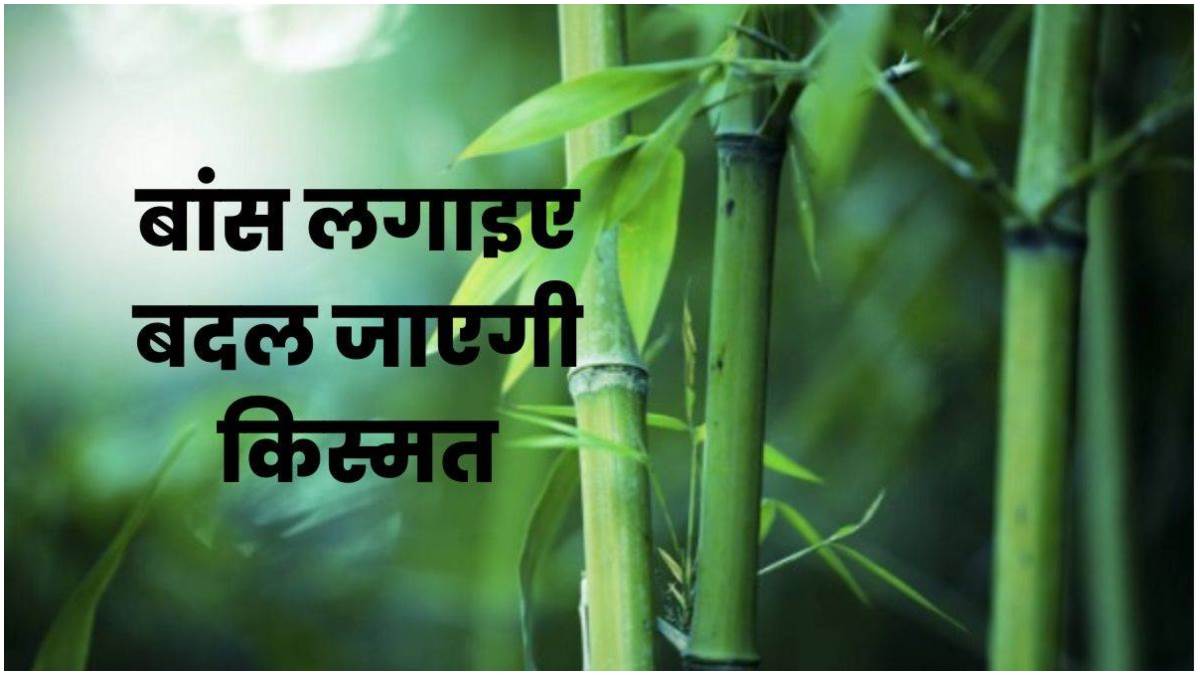 Bamboo plant Vastu Tips बैंबू प्लांट घर में लाता है सौभाग्य, जानिए