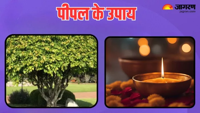 Peepal Ke Upay: हिंदू ग्रंथों में पीपल के पेड़ को देव वृक्ष के रूप में बताया गया है।