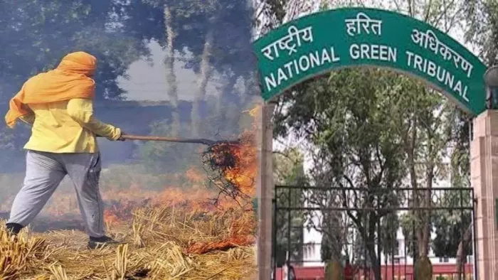 NGT सदस्य ने पंजाब में पराली जलाने के वैज्ञानिक सबूत न होने का किया दावा।