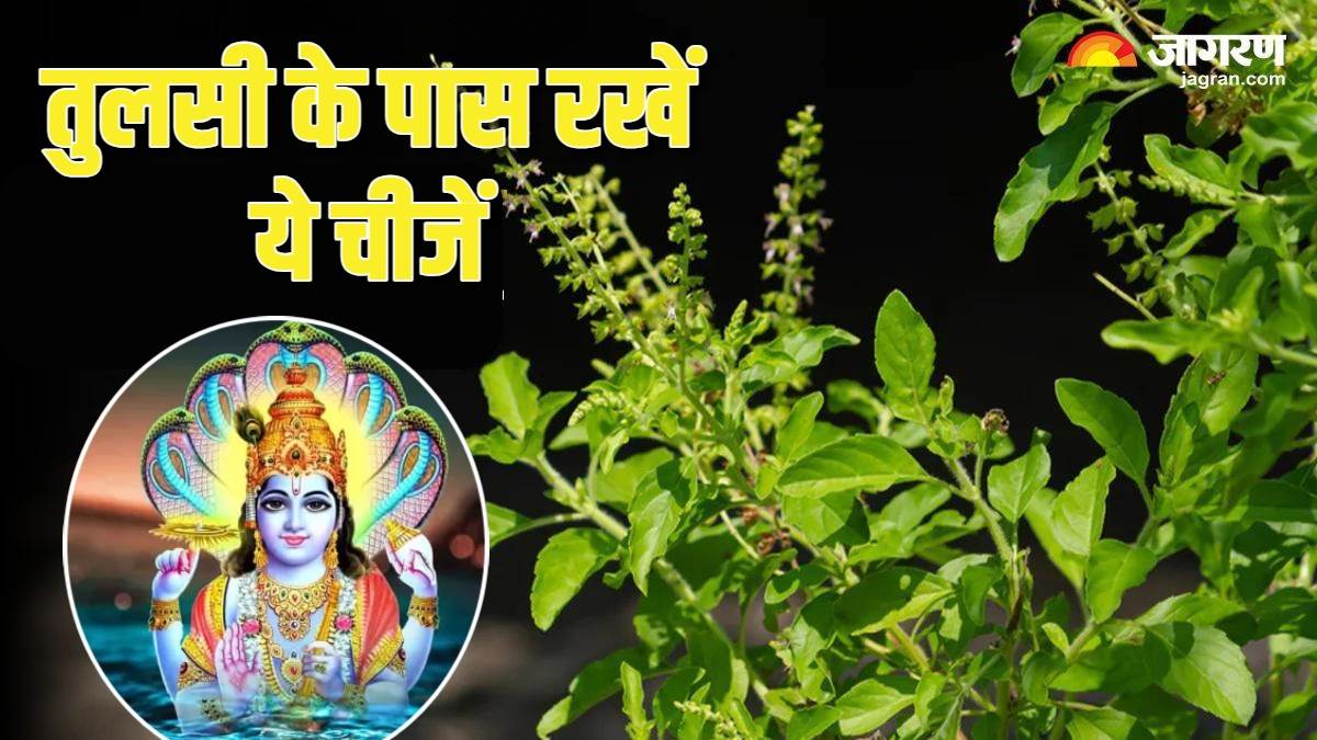 Tulsi Puja Niyam: तुलसी पौधे के पास रखें ये चीजें, खुशियों से भर जाएगा