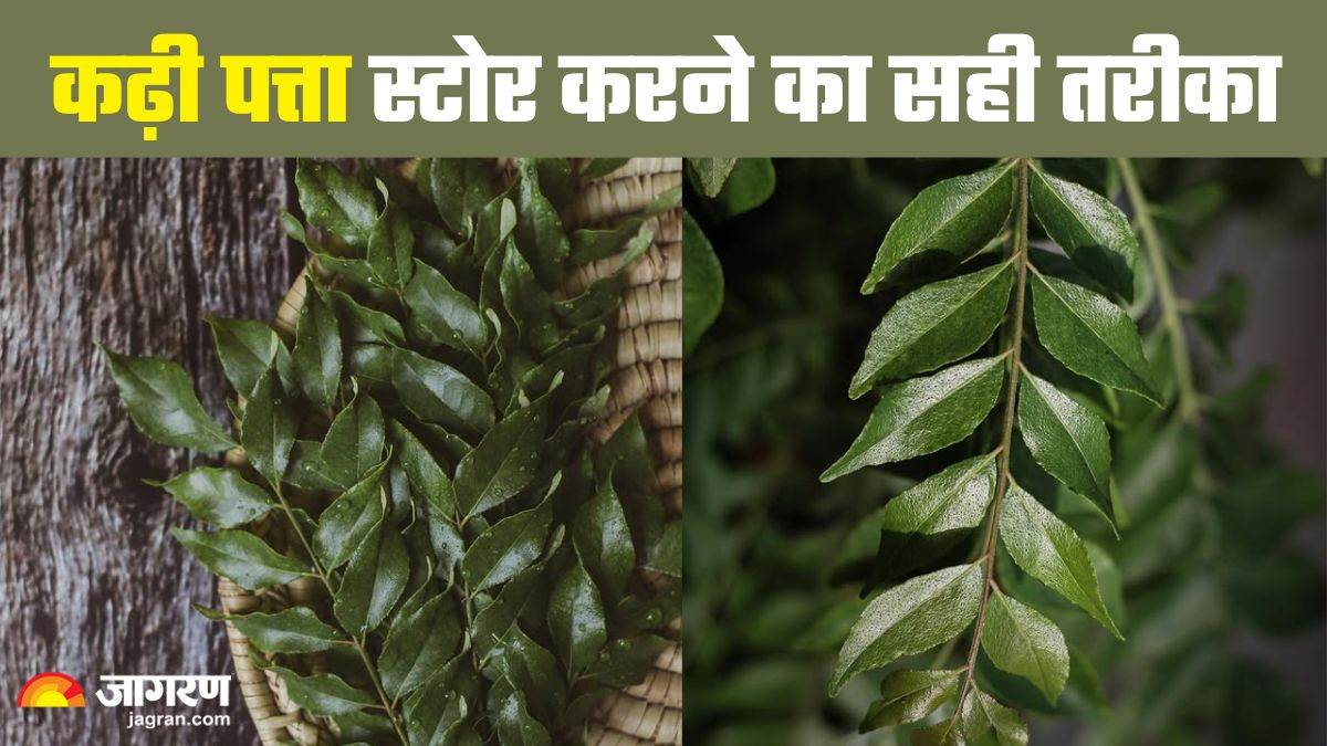 https://www.jagranimages.com/images/newimg/03072025/03_07_2025-how_to_store_curry_leaves_23974168.jpg