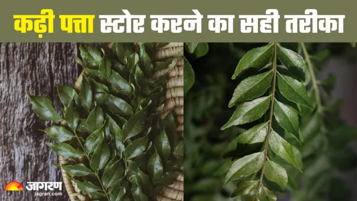 इन तरीकों से करें कढ़ी पत्ता को स्ट्रोर (Picture Credit- Instagram/giftit_green)