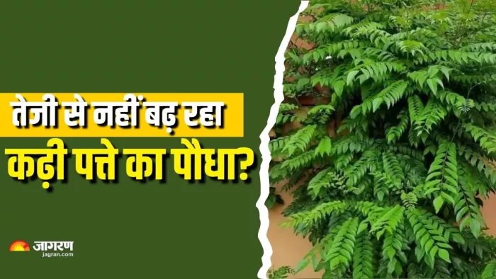 कढ़ी पत्ते को घना बनाने के लिए डालें ये फर्टिलाइजर (Picture Courtesy: Instagram)