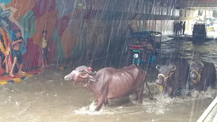 बारिश के बाद अंडरपास में लगा पानी। जागरण