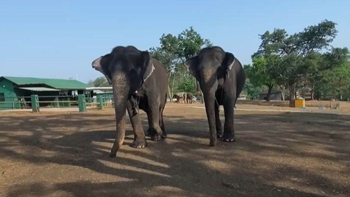 https://www.jagranimages.com/images/newimg/03082025/03_08_2025-elephant_freindship_24002824.jpg