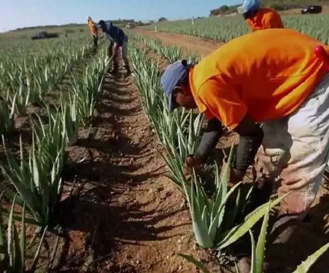 https://www.jagranimages.com/images/newimg/03092021/03_09_2021-aloe_vera_21985310.jpg