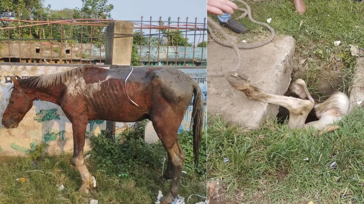Video: पटना में खुले नाले में गिरा अंधा घोड़ा, दैनिक जागरण कर्मचारियों ने मशक्कत कर बचाई जान