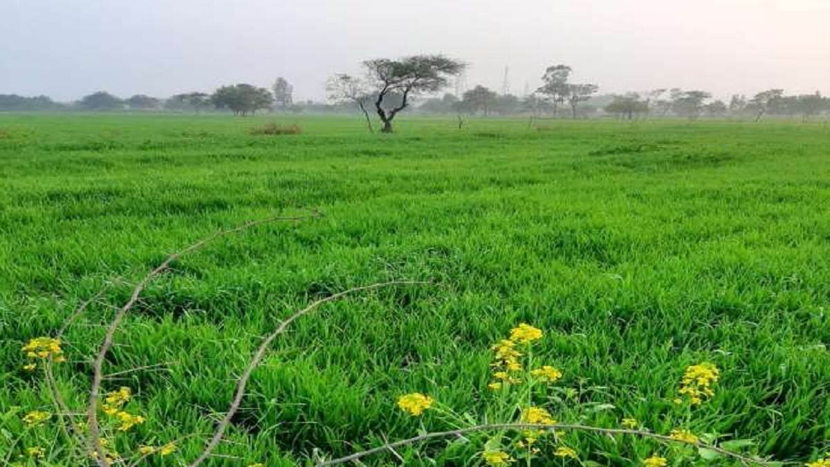 Agriculture In UP यूपी में दो लाख हेक्टेयर ऊसर भूमि कृषि योग्य में हुई
