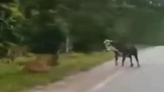 Viral Video: एक बाघ को बैल ने डराया, इंटरनेट पर वीडियो देख लोग रह गए ...