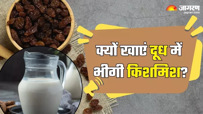 दूध में किशमिश भिगोकर खाने के फायदे (Picture Credit- Freepik)
