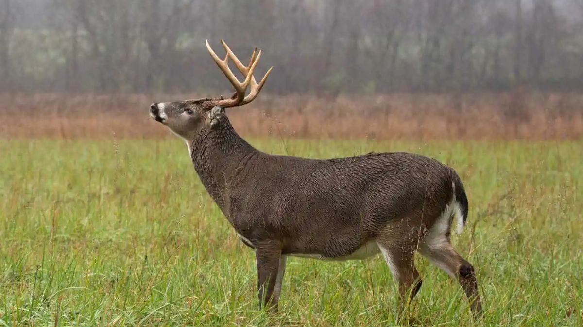 https://www.jagranimages.com/images/newimg/03092025/03_09_2025-deer_hunting_case_24034780.jpg