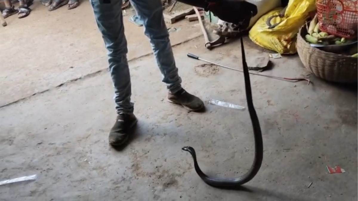 https://www.jagranimages.com/images/newimg/03092025/03_09_2025-snake_24034253.jpg