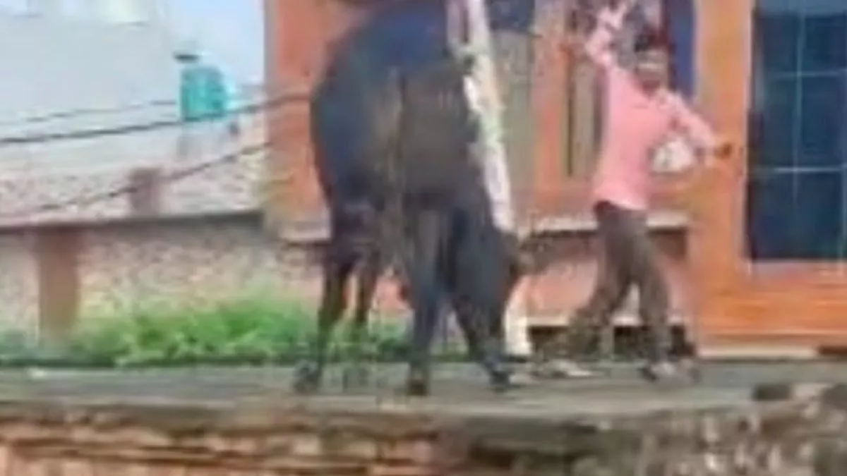 मकान की छत पर चढ़ा सांड़, देखने के लिए जुट गई लोगों की भीड़