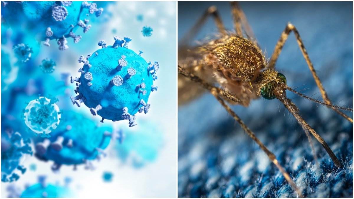 Covid-19 or Dengue: डेंगू और कोविड-19 के कई लक्षण हैं एक जैसे, फिर कैसे समझें फर्क?