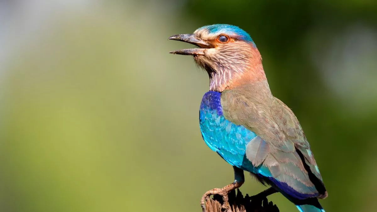 Dussehra 2022: विजयदशमी पर्व के दिन जरूर करें नीलकंठ पक्षी के दर्शन।