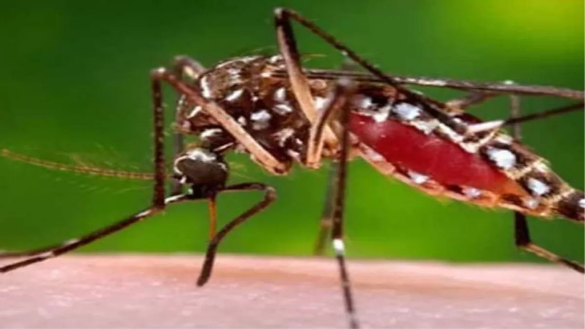 Delhi News: अस्पतालों की ओपीडी में बढ़ रही मच्छर जनित बीमारियों के मरीजों की संख्या