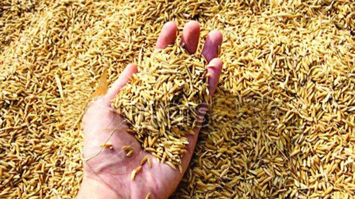 paddy purchase in up shareholders will not be able to register for selling paddy payment in account of farmers