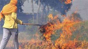 उत्तर प्रदेश, हरियाणा और पंजाब में बढ़ी पराली जलाए जाने की घटनाएं। फाइल फोटो