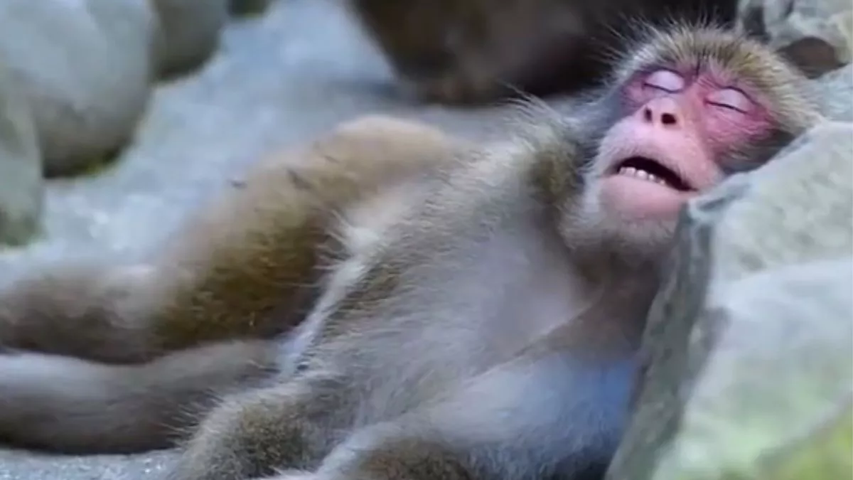 Viral Video : चैन से सोता हुआ नजर आया बंदर, वीडियो देख लोगों ने कहा- सुकून भरी नींद