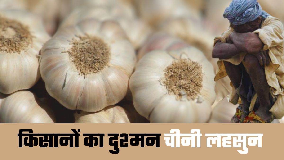 chinese garlic wreaks havoc on himachal farmers budget