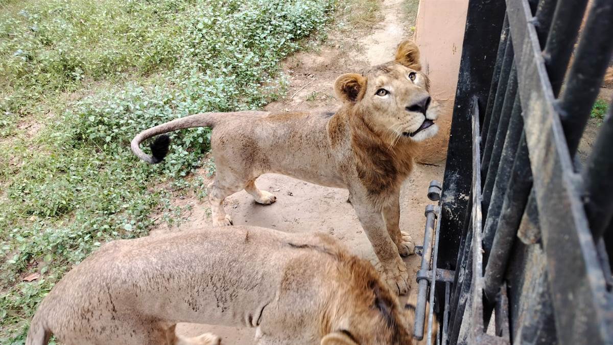 bhiwani zoo celebrates shera and singham second birthday with great fanfare free entry for visitors for a week